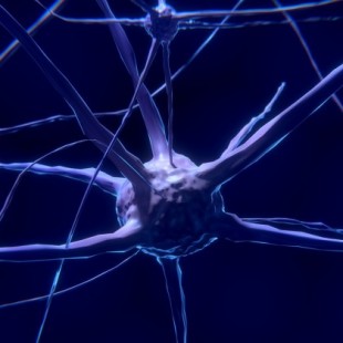 Descubierto un mecanismo fundamental para reparar los nervios dañados