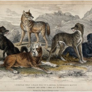 Los lobos se convirtieron en perros: ¿Dónde, cuándo y… cuantas veces?