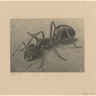 Colección de dibujos e ilustraciones digitalizadas de M. C. Escher