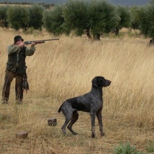 Los cazadores piden excluir a sus perros de las normativas de bienestar animal