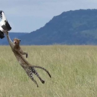Una cigüeña se salva del ataque de un leopardo