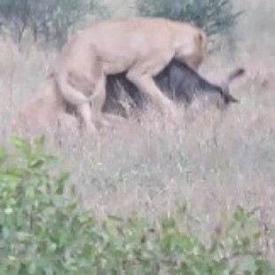 Un ñu consigue liberarse del ataque de dos leonas enganchando a una de ellas por la pata de una cornada