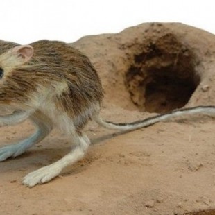 Redescubierto un animal que se creía extinto desde hace 30 años: la rata canguro