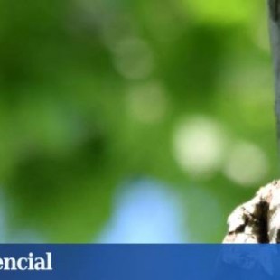 Cotorras de Kramer contra murciélagos gigantes: duelo a muerte en Sevilla