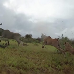 Vídeo de unos guepardos cazando grabado desde la perspectiva de uno de ellos