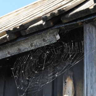 ¿Por qué no debe matar a las arañas que ve en su casa?