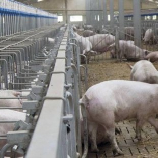 Revuelta en la España vacía por la burbuja de macrogranjas de cerdos con rumbo a China