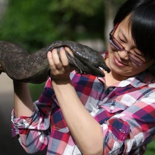 La salamandra gigante china se desliza hacia la extinción (ENG)