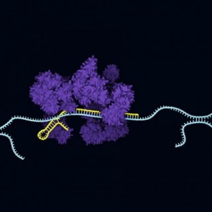 CRISPR  permite bloquear producción del VIH-1, ofreciendo esperanza de una "cura funcional" (ING)