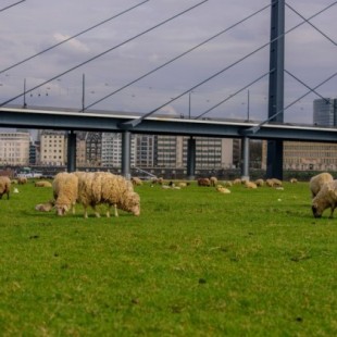 Roma apuesta por las cabras y las ovejas para cortar la hierba de sus parques