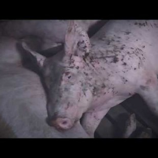 Filmamos a trabajadores golpeando brutalmente a cerdos en una granja de inglaterra