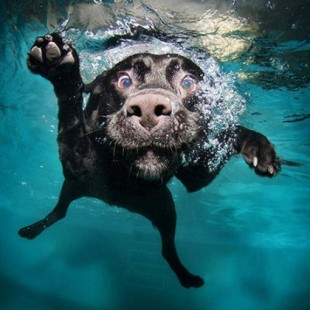 "Underwater Dogs"- Perros bajo el agua [Ing]