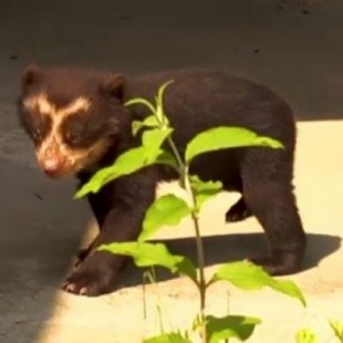 Un oso de anteojos causa sensación en el zoo de Amberes