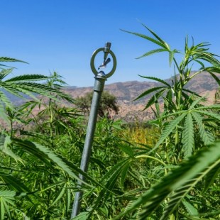 Los cultivadores de cannabis de Marruecos están cambiando radicalmente sus métodos de cultivo (ENG)