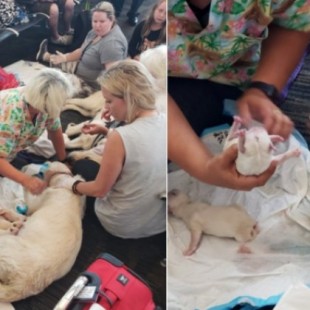Fotos del inesperado momento en el que una perra de servicio da a luz a 8 cachorros en mitad del aeropuerto