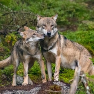 Cómo lograr una convivencia pacífica entre lobos y humanos