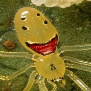 Curiosas imágenes de una araña que parece sonreír