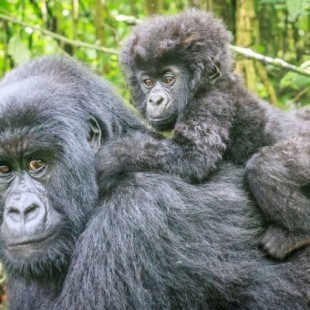 La población de gorilas de montaña vuelve a superar el millar de ejemplares 