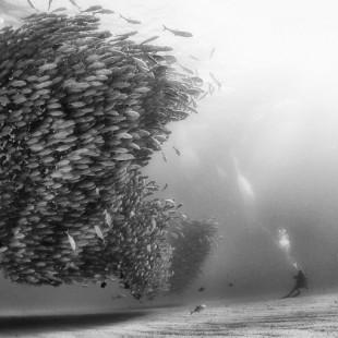 Imágenes que muestran el esplendor de las profundidades marinas