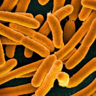 Las bacterias intestinales afectan el tamaño de la cintura