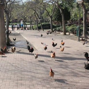 Masiva invasión de gallinas en el parque de la Paloma en Benalmádena
