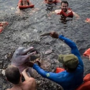 La industria del cautiverio en Bali extrae los dientes de sus delfines para asegurar que no muerden a los turistas