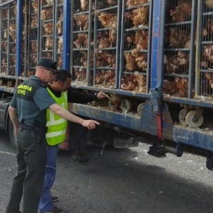 Investigan a un hombre que transportaba en un camión 8.000 gallinas “en un estado deplorable”
