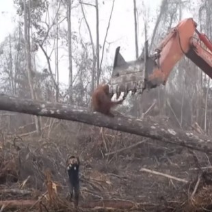 Un orangután ataca a una excavadora ilegal que amenaza su hábitat en Borneo