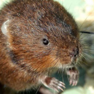 ¿Qué enfermedades se transmiten por fecas de ratón?