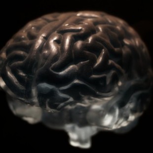 Descubierto un nuevo mecanismo para reforzar las redes cerebrales de la memoria