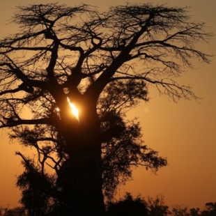 Los baobab , árboles que han vivido milenios en África, están muriendo de repente (ING)