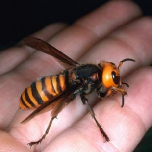 Los apicultores cántabros capturan unas 29.250 reinas de avispón asiático