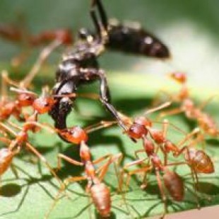 La guerra de las hormigas: matan, saquean y hasta toman esclavos
