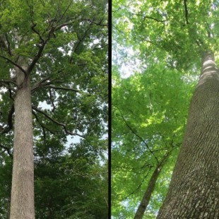 El genoma del roble revela el secreto de la longevidad de los árboles