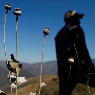 México: Por caída de precio, cambian amapola por marihuana