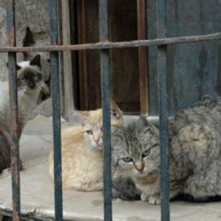 Tres años de cárcel para un keniano que mató a más de mil gatos para vender su carne