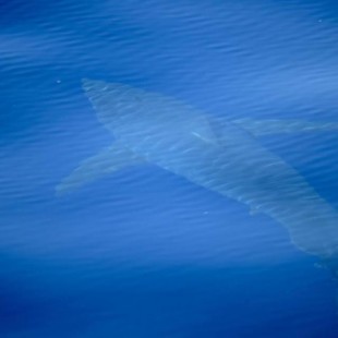 Avistan un tiburón blanco de cinco metros en aguas de Cabrera
