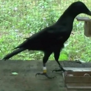 Habilidades de cuervos con máquina expendedora redefinen la inteligencia [ENG]