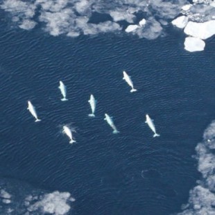La apertura del Ártico amenaza a los narvales