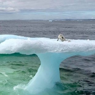 Pescadores rescatan a un zorro ártico flotando sobre un pequeño iceberg [EN]