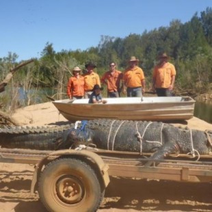 Guardabosques australianos capturan a cocodrilo de 600 kilos tras ocho años de búsqueda