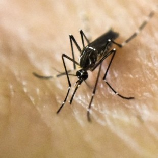 Experimento australiano elimina más del 80% de los mosquitos portadores de enfermedades [Eng]