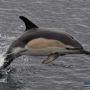 Espectáculo natural: avistan más de 3.000 delfines mulares en Galicia