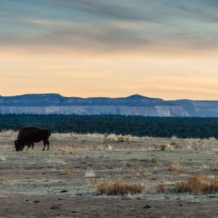 Así fue como EEUU decidió erradicar los bisontes para resolver el "problema indio"