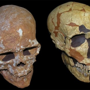 Los neandertales tuvieron mayor agudeza visual que los sapiens