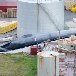 [ENG] Un islandés mata a una ballena azul por primera vez en 40 años y desata la polémica