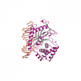 Descifran la estructura y las características clave de una proteína crítica en el sistema inmune (ING)