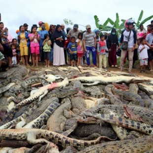 Matan a 300 cocodrilos en 'venganza' por el ataque mortal de uno de ellos a un hombre