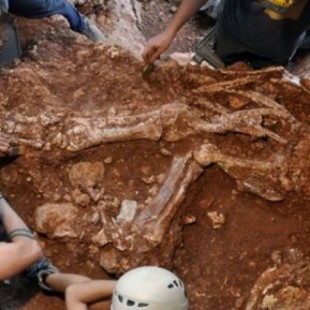 Descubren en Castelldefels un esqueleto de rinoceronte de hace 160.000 años