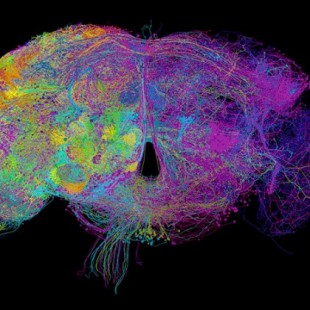 La imagen 3D del cerebro de la mosca de la fruta revela neuronas ocultas (ING)